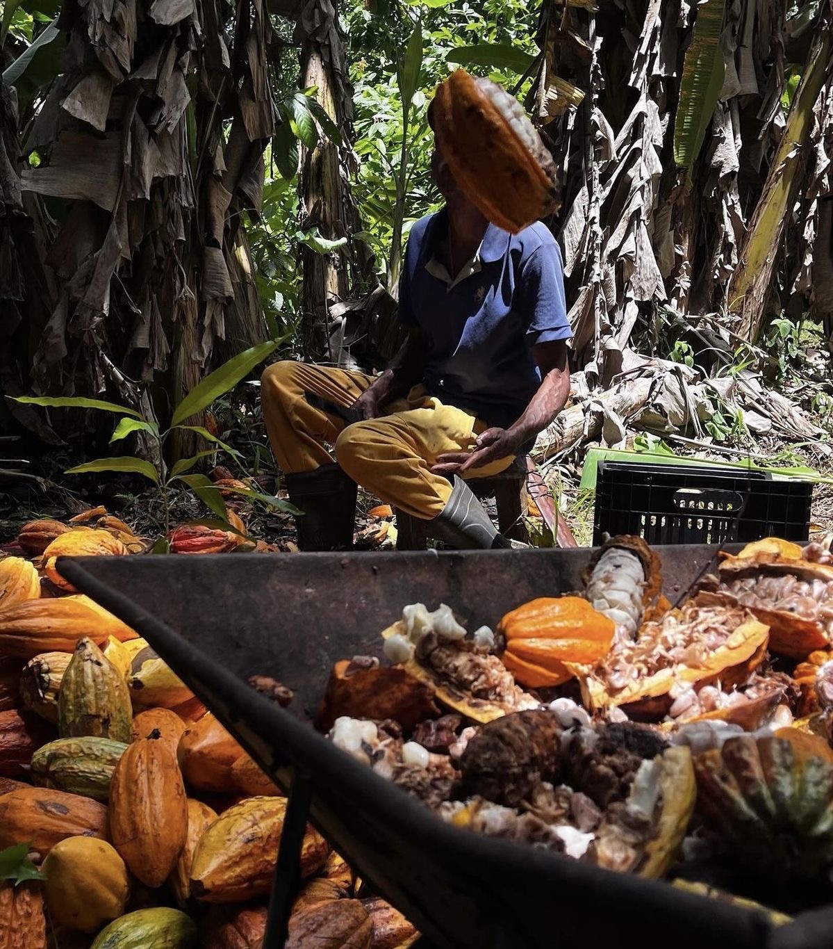 Sustainable Cocoa Sourcing