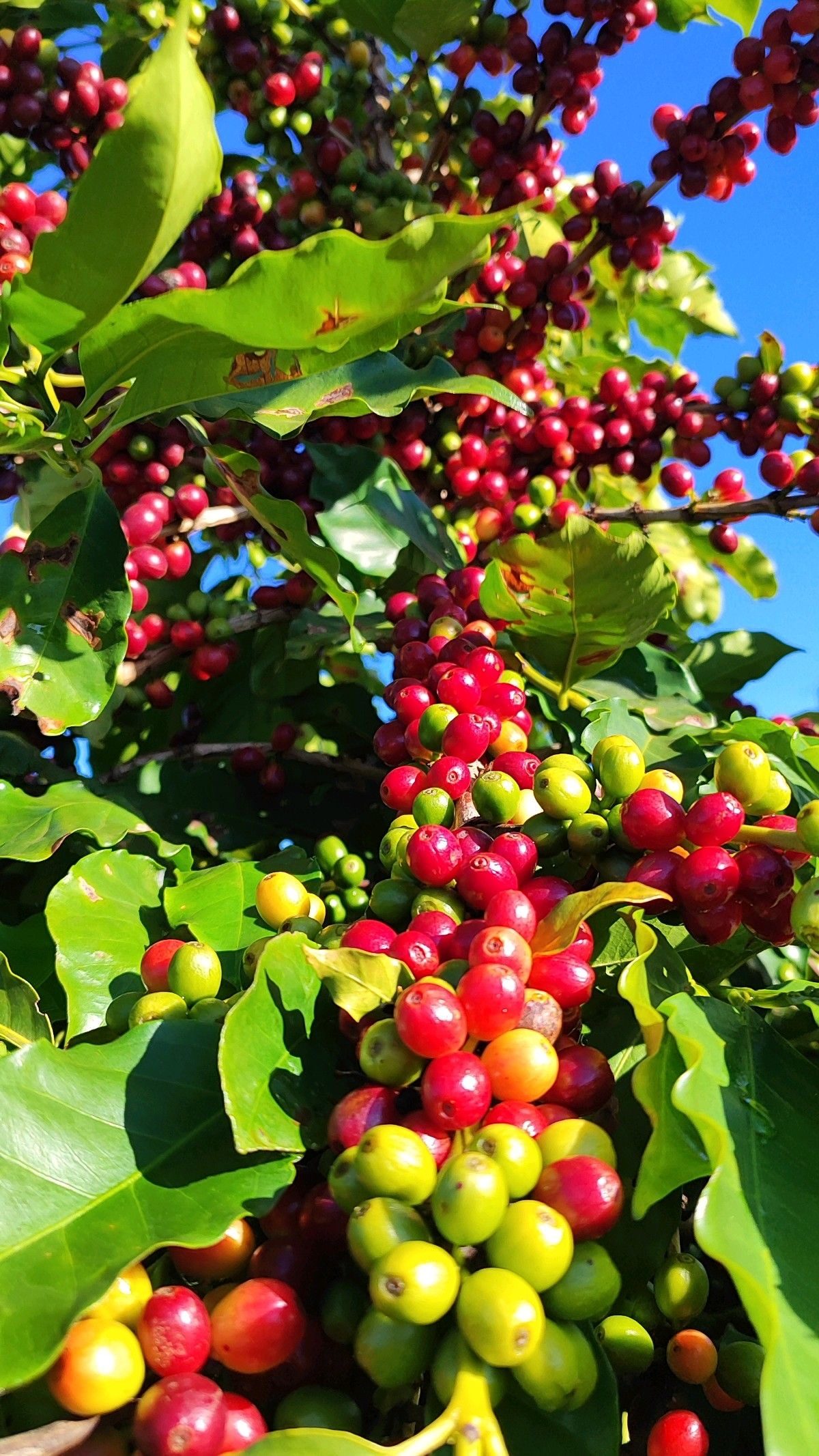 Sourcing and Farmer Partnerships