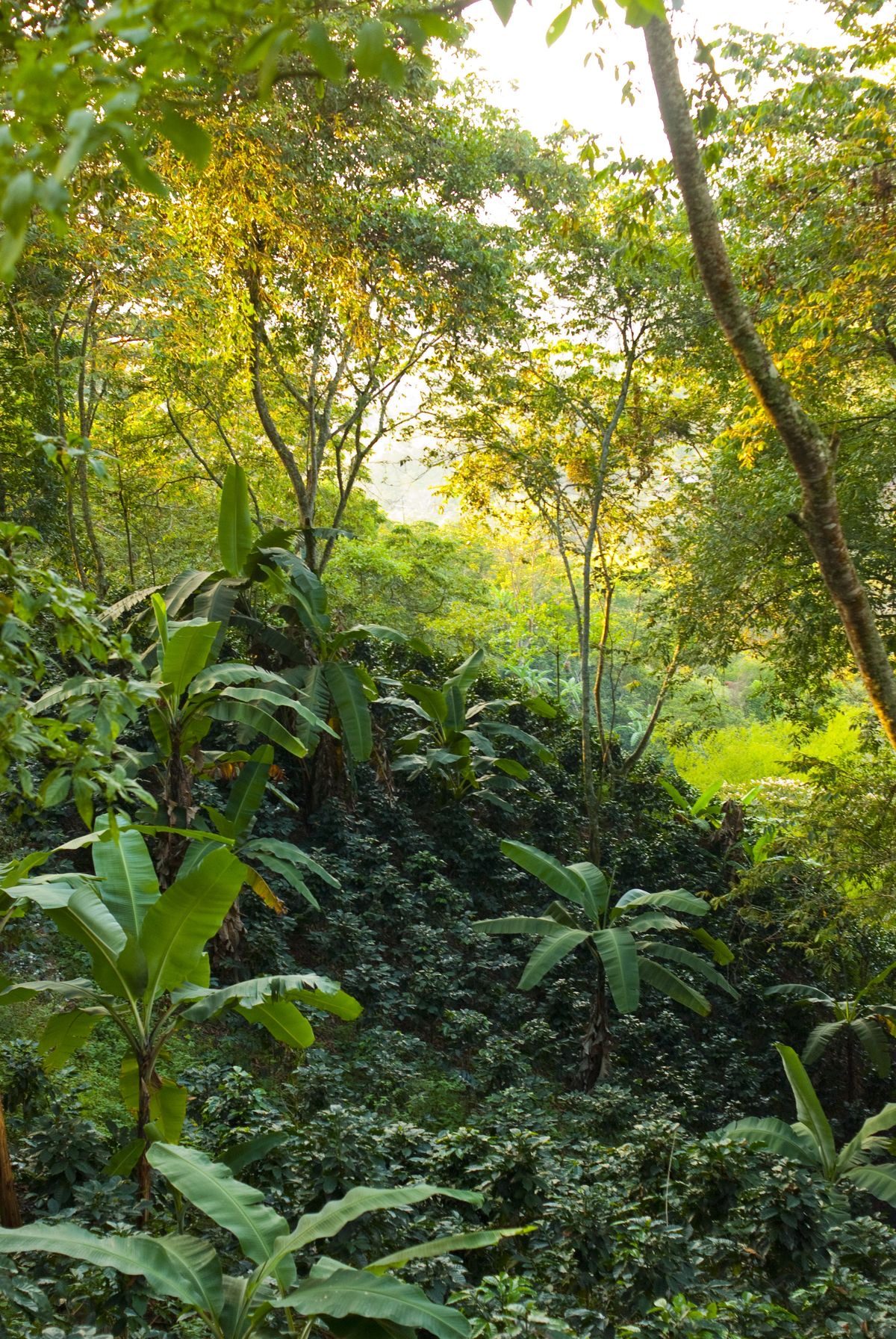 Environment & Conservation